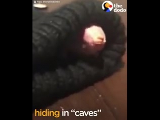 the bird that lost all its feathers is now so loved © video