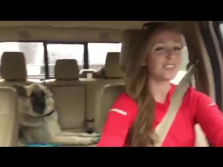 when your dog loves the right music © video