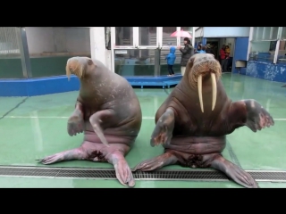 these walruses dance better than you © video