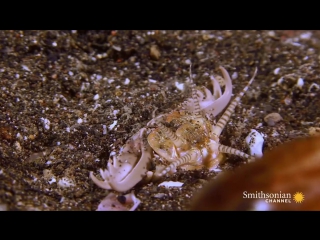 attack of the three-meter purple australian worm © video