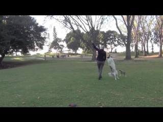 amazing dog tricks© video