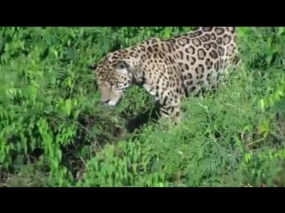 jaguar fishing © video