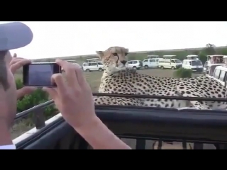 cheetah shocked tourists © video