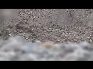 the cat pulled the puppy out of the hole. maternal instinct © video