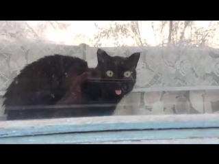 the cat who knew the meaning of life © video