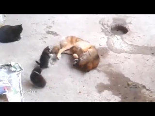 the cat brought the kittens to her friend © video