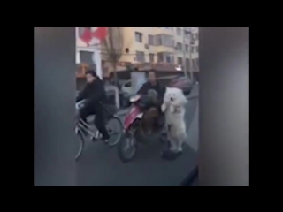 electric scooter dog © video