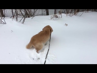 enjoy the snow without seeing it © video