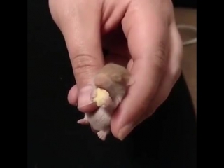 how little hamsters eat © video