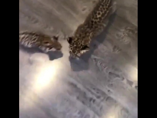 leopards © video