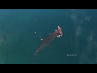 a drone captured a huge crocodile swimming with prey in its jaws © video