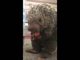 a porcupine gnaws a carrot © video