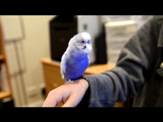 parrot r2d2 © video