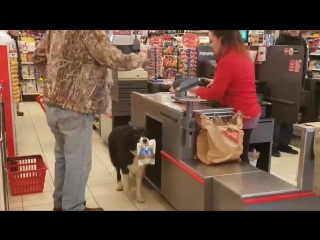 the dog went shopping © video