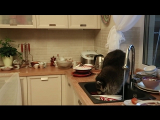 in almaty, a raccoon climbed into someone else's house and washed the dishes © video